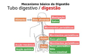 Mecanismo básico da Digestão
Alimento Bolo alimentar
Saliva
Mastigação
Quimo Suco gástrico
Movimentos peristálticos
Movimentos peristálticos
Quilo
Movimentos peristálticos
Suco pancreático
Bílis
Suco intestinal
Acção química
Acção mecânica
Tubo digestivo / digestão
 