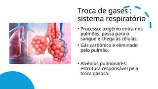Troca de gases :
sistema respiratório
• Processo: oxigênio entra nos
pulmões, passa para o
sangue e chega às células;
• Gás carbônico é eliminado
pelo pulmão.
• Alvéolos pulmonares:
estrutura responsável pela
troca gasosa.
 