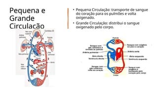 Pequena e
Grande
Circulação
• Pequena Circulação: transporte de sangue
do coração para os pulmões e volta
oxigenado.
• Grande Circulação: distribui o sangue
oxigenado pelo corpo.
 