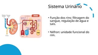 Sistema Urinário
• Função dos rins: filtragem do
sangue, regulação de água e
sais.
• Néfron: unidade funcional do
rim.
 