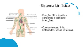 Sistema Linfático
• Função: filtra líquidos
corporais e combate
infecções.
• Componentes: linfa,
linfonodos, vasos linfáticos.
 