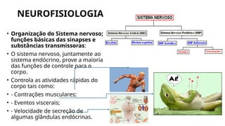 NEUROFISIOLOGIA
• Organização do Sistema nervoso;
funções básicas das sinapses e
substâncias transmissoras:
• O sistema nervoso, juntamente ao
sistema endócrino, prove a maioria
das funções de controle para o
corpo.
• Controla as atividades rápidas do
corpo tais como:
• - Contrações musculares;
• - Eventos viscerais;
• - Velocidade de secreção de
algumas glândulas endócrinas.
 