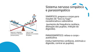 Sistema nervoso simpático
e parassimpático
SIMPÁTICO: prepara o corpo para
reações de "luta ou fuga“-
noradrenalina e adrenalina
(aumento da frequência cardíaca,
dilatação das pupilas, inibição da
digestão).
PARASSIMPÁTICO: relaxa o corpo -
acetilcolina
(reduz batimentos cardíacos, estimula a
digestão, contrai as pupilas).
 