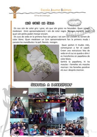 els cucs de seda
Els ous són de color gris i groc, els que són grocs no fecunden. Quan neixen
medeixen 2mm aproximadament i són de color negre. Mengen moreres, però
quan són petits poden menjar enciam.
Els cucs de seda en la primera fase són grisos i tal com van creixen es tornen de
color blanc. Quan medeixen un 1cm aproximadament fan la primera muda i
canvien les mandíbules i la pell. Només mengen.
Quan porten 4 mudes més,
començaran a fer el capoll.
Creen una estructura feta de
seda on el cuc es queda a dins i
es transforma en papallona de
color blanc.
Sortirà la papallona, hi ha
mascles i femelles els mascles
moriran i les femelles pondran
els ous i desprès moriran.

SORTIDA A L’AEROPORT

Revista de l’Escola Jaume Balmes

http://www.xtec.cat/ceip-jaumebalmes-elprat/

23

 