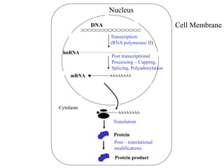 Cell Membrane
Nucleus
Transcription
(RNA polymerase II)
DNA
hnRNA
Post transcriptional
Processing – Capping,
Splicing, Polyadenylation
AAAAAAAA
mRNA
Cytolasm
AAAAAAAA
Translation
Protein
Post – translational
modifications
Protein product
 