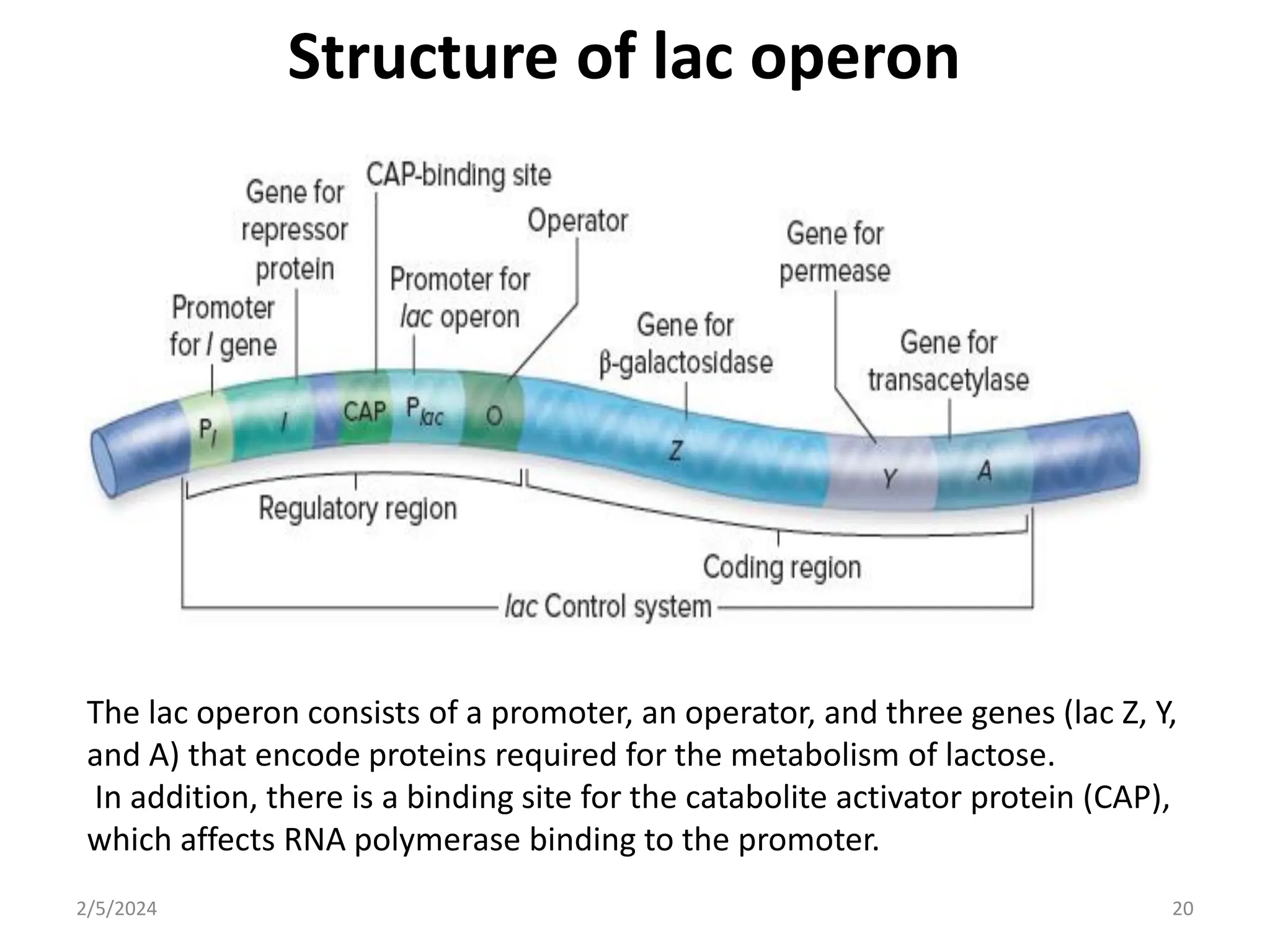 REVISED- Gene Regulation in prokaryotic.pdf