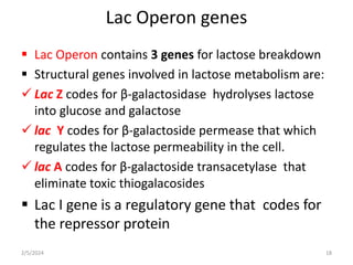Lac Operon genes
 Lac Operon contains 3 genes for lactose breakdown
 Structural genes involved in lactose metabolism are:
 Lac Z codes for β-galactosidase hydrolyses lactose
into glucose and galactose
 lac Y codes for β-galactoside permease that which
regulates the lactose permeability in the cell.
 lac A codes for β-galactoside transacetylase that
eliminate toxic thiogalacosides
 Lac I gene is a regulatory gene that codes for
the repressor protein
2/5/2024 18
 
