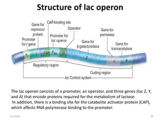 Structure of lac operon
The lac operon consists of a promoter, an operator, and three genes (lac Z, Y,
and A) that encode proteins required for the metabolism of lactose.
In addition, there is a binding site for the catabolite activator protein (CAP),
which affects RNA polymerase binding to the promoter.
2/5/2024 20
 