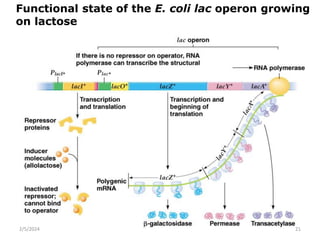 Functional state of the E. coli lac operon growing
on lactose
2/5/2024 21
 