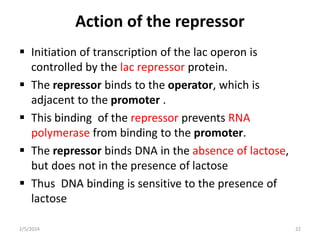 Action of the repressor
 Initiation of transcription of the lac operon is
controlled by the lac repressor protein.
 The repressor binds to the operator, which is
adjacent to the promoter .
 This binding of the repressor prevents RNA
polymerase from binding to the promoter.
 The repressor binds DNA in the absence of lactose,
but does not in the presence of lactose
 Thus DNA binding is sensitive to the presence of
lactose
2/5/2024 22
 