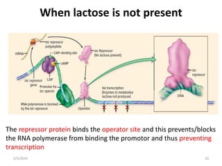 When lactose is not present
The repressor protein binds the operator site and this prevents/blocks
the RNA polymerase from binding the promotor and thus preventing
transcription
2/5/2024 23
 