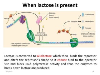 When lactose is present
Lactose is converted to Allolactose which then binds the repressor
and alters the repressor’s shape so it cannot bind to the operator
site and block RNA polymerase activity and thus the enzymes to
break down lactose are produced
2/5/2024 24
 