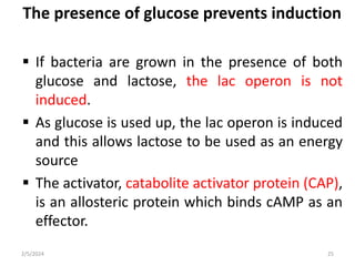 The presence of glucose prevents induction
 If bacteria are grown in the presence of both
glucose and lactose, the lac operon is not
induced.
 As glucose is used up, the lac operon is induced
and this allows lactose to be used as an energy
source
 The activator, catabolite activator protein (CAP),
is an allosteric protein which binds cAMP as an
effector.
2/5/2024 25
 
