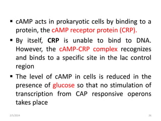  cAMP acts in prokaryotic cells by binding to a
protein, the cAMP receptor protein (CRP).
 By itself, CRP is unable to bind to DNA.
However, the cAMP-CRP complex recognizes
and binds to a specific site in the lac control
region
 The level of cAMP in cells is reduced in the
presence of glucose so that no stimulation of
transcription from CAP responsive operons
takes place
2/5/2024 26
 