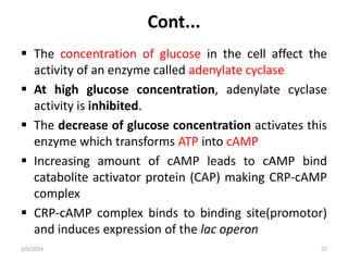Cont...
 The concentration of glucose in the cell affect the
activity of an enzyme called adenylate cyclase
 At high glucose concentration, adenylate cyclase
activity is inhibited.
 The decrease of glucose concentration activates this
enzyme which transforms ATP into cAMP
 Increasing amount of cAMP leads to cAMP bind
catabolite activator protein (CAP) making CRP-cAMP
complex
 CRP-cAMP complex binds to binding site(promotor)
and induces expression of the lac operon
2/5/2024 27
 