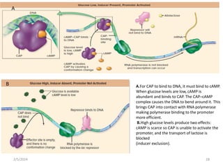 A.For CAP to bind to DNA, it must bind to cAMP.
When glucose levels are low, cAMP is
abundant and binds to CAP. The CAP–cAMP
complex causes the DNA to bend around it. This
brings CAP into contact with RNA polymerase
making polymerase binding to the promoter
more efficient.
B.High glucose levels produce two effects:
cAMP is scarce so CAP is unable to activate the
promoter, and the transport of lactose is
blocked
(inducer exclusion).
A
B
2/5/2024 28
 