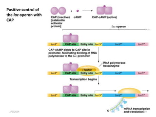 Positive control of
the lac operon with
CAP
2/5/2024 29
 