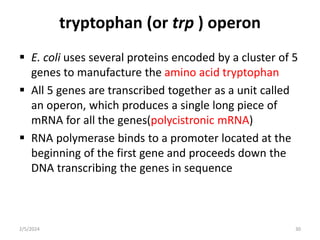 tryptophan (or trp ) operon
 E. coli uses several proteins encoded by a cluster of 5
genes to manufacture the amino acid tryptophan
 All 5 genes are transcribed together as a unit called
an operon, which produces a single long piece of
mRNA for all the genes(polycistronic mRNA)
 RNA polymerase binds to a promoter located at the
beginning of the first gene and proceeds down the
DNA transcribing the genes in sequence
2/5/2024 30
 