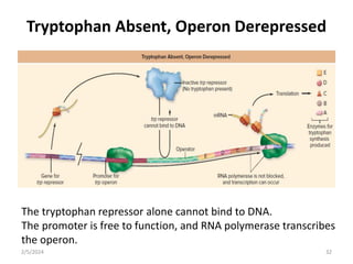 Tryptophan Absent, Operon Derepressed
The tryptophan repressor alone cannot bind to DNA.
The promoter is free to function, and RNA polymerase transcribes
the operon.
2/5/2024 32
 