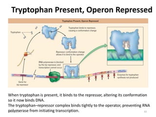 Tryptophan Present, Operon Repressed
When tryptophan is present, it binds to the repressor, altering its conformation
so it now binds DNA.
The tryptophan–repressor complex binds tightly to the operator, preventing RNA
polymerase from initiating transcription.
2/5/2024 33
 