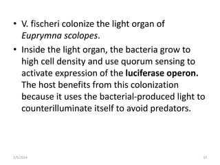 • V. fischeri colonize the light organ of
Euprymna scolopes.
• Inside the light organ, the bacteria grow to
high cell density and use quorum sensing to
activate expression of the luciferase operon.
The host benefits from this colonization
because it uses the bacterial-produced light to
counterilluminate itself to avoid predators.
2/5/2024 37
 