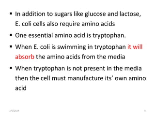  In addition to sugars like glucose and lactose,
E. coli cells also require amino acids
 One essential amino acid is tryptophan.
 When E. coli is swimming in tryptophan it will
absorb the amino acids from the media
 When tryptophan is not present in the media
then the cell must manufacture its’ own amino
acid
2/5/2024 6
 
