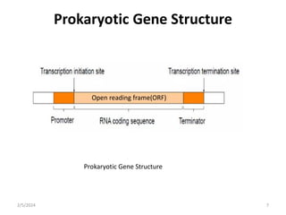 Prokaryotic Gene Structure
Prokaryotic Gene Structure
2/5/2024 7
Open reading frame(ORF)
 