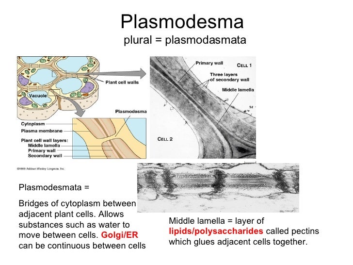 Revised Plant Cell Parts