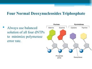 Four Normal Deoxynucleosides Triphosphate
• Always use balanced
solution of all four dNTPs
to minimize polymerase
error rate.
 