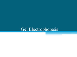 Gel Electrophoresis
 