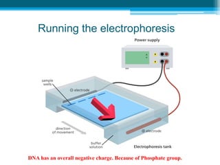 Running the electrophoresis
DNA has an overall negative charge. Because of Phosphate group.
 