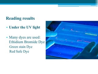 Reading results
• Under the UV light
• Many dyes are used:
Ethidium Bromide Dye
Green stain Dye
Red Safe Dye
 