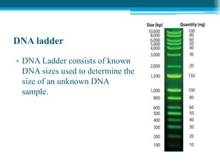DNA ladder
• DNA Ladder consists of known
DNA sizes used to determine the
size of an unknown DNA
sample.
 