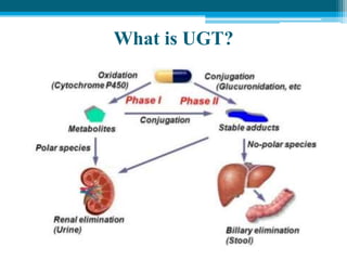 What is UGT?
 