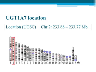 UGT1A7 location
Location (UCSC) Chr 2: 233.68 – 233.77 Mb
 