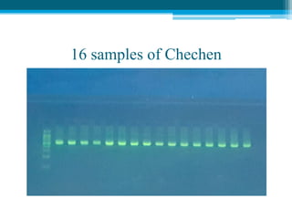 16 samples of Chechen
 