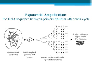 Exponential Amplification:
the DNA sequence between primers doubles after each cycle
 