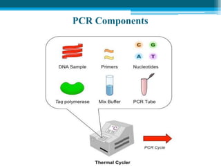 PCR Components
 
