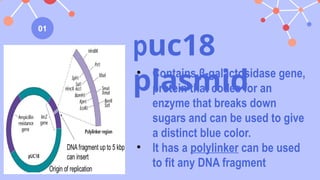 gene cloning powerpoint for general biology 2 | PPTX