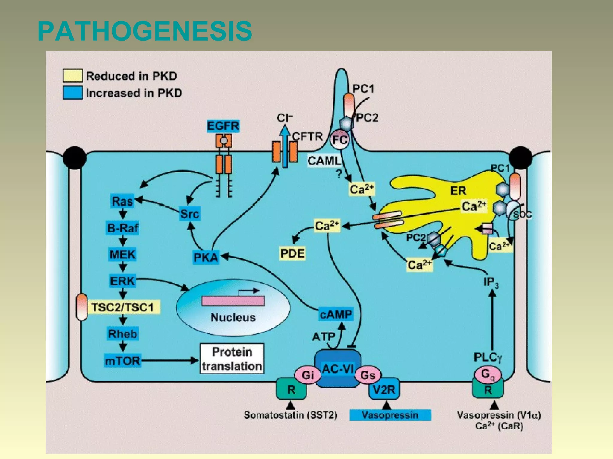PATHOGENESIS
 