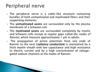  The peripheral nerve is a cable-like structure containing
bundles of both unmyelinated and myelinated fibers and their
supporting elements.
 The unmyelinated axons are surrounded only by the plasma
membrane of a Schwann cell.
 The myelinated axons are surrounded completely by myelin
and Schwann cells except at regular gaps called the nodes of
Ranvier, which measure approximately 1 μm in adults.
 The propagation of action potentials from one node of
Ranvier to the next (saltatory conduction) is maintained by a
thick myelin sheath with low capacitance and high resistance
to electric current and by a high concentration of voltage-
gated sodium channels at the nodes of Ranvier.
 