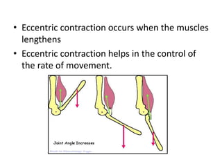 • Eccentric contraction occurs when the muscles
lengthens
• Eccentric contraction helps in the control of
the rate of movement.
 