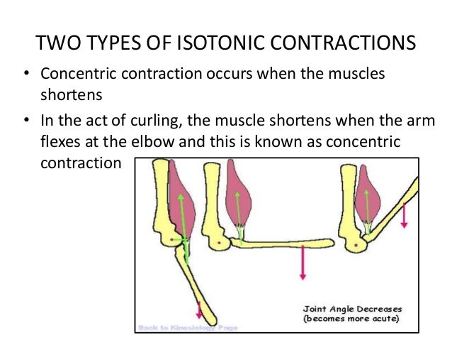 isotonic and isometric isometric contraction