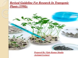 Revised Guideline For Research In Transgenic
Plants (1998):
Prepared By: Vipin Kumar Shukla
Assistant Lecturer
 