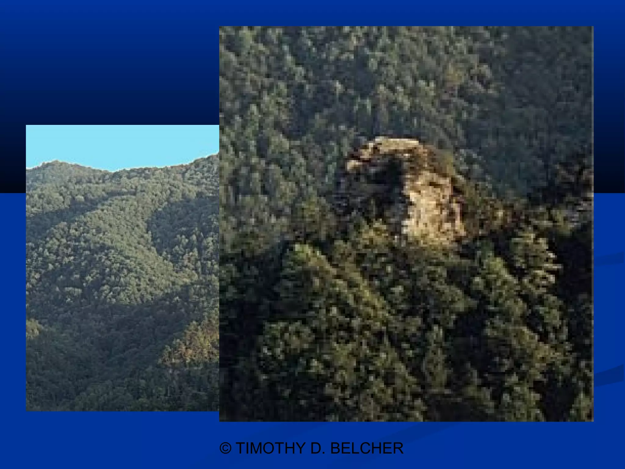 © TIMOTHY D. BELCHER
 