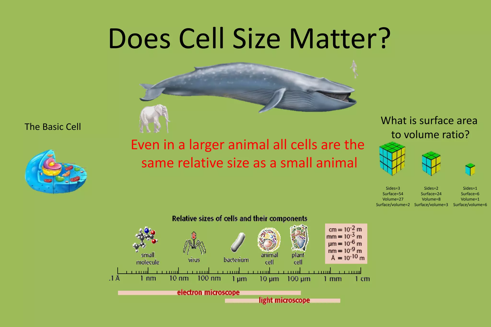 Does Cell Size Matter?
The Basic Cell
What is surface area
to volume ratio?
Even in a larger animal all cells are the
same relative size as a small animal
Sides=3
Surface=54
Volume=27
Surface/volume=2
Sides=2
Surface=24
Volume=8
Surface/volume=3
Sides=1
Surface=6
Volume=1
Surface/volume=6