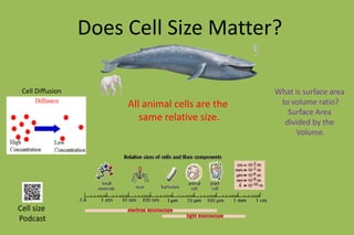 Does Cell Size Matter? 
Cell Diffusion What is surface area 
to volume ratio? 
Surface Area 
divided by the 
Volume. 
All animal cells are the 
same relative size. 
Cell size 
Podcast 
