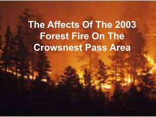 The Affects Of The 2003 Forest Fire On The Crowsnest Pass Area 