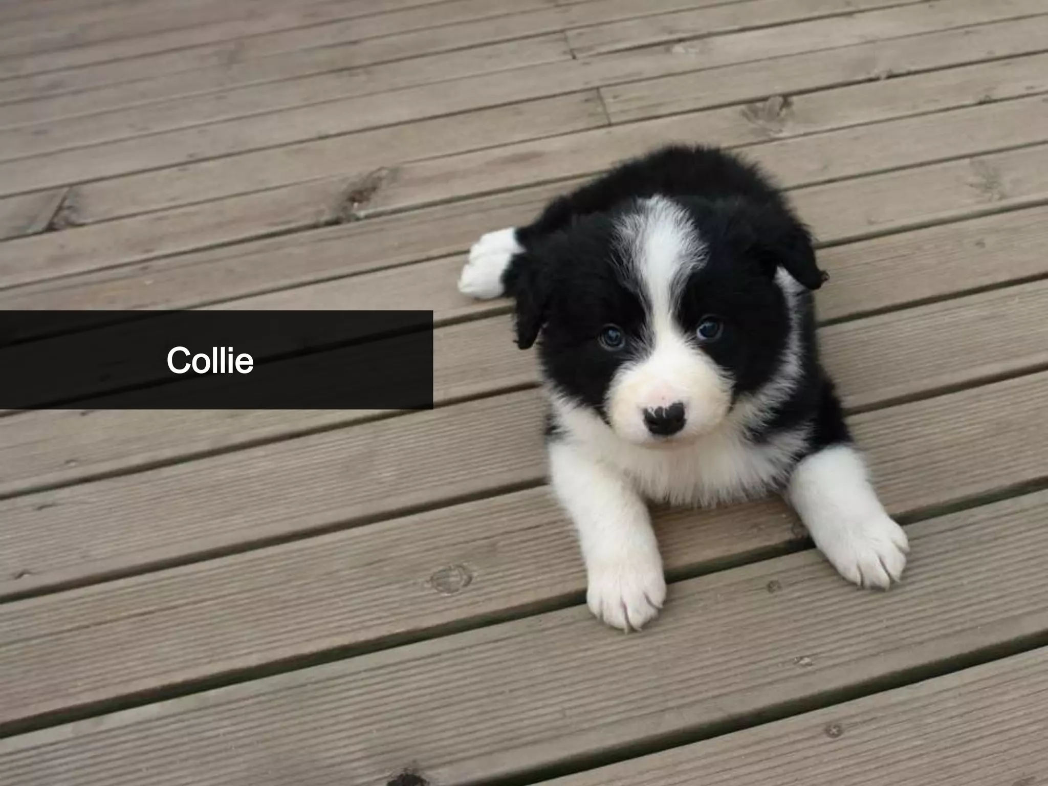 Collie
 