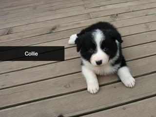Collie
 